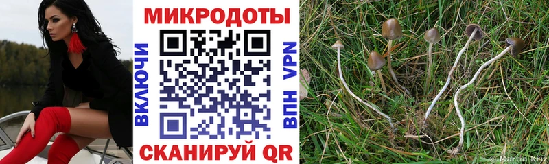 где купить наркоту  blacksprut как войти  Галлюциногенные грибы мицелий  Снежногорск 